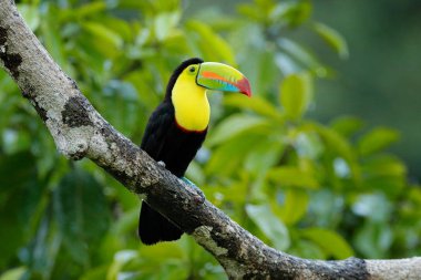 Toucan sitting on the branch in the forest, green vegetation, Costa Rica. Nature travel in central America. Two Keel-billed Toucan, Ramphastos sulfuratus, pair of bird with big bill. Wildlife. clipart
