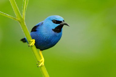 Mavi tropik kuş, yakın çekim portre. Honeycreeper, Cyanerpes lucidus, vahşi hayatından Kosta Rika parlayan. Sarı bacakları, Orta Amerika güzel egzotik forerst mavi kuş. Orman hayvan, yeşil yapraklarında oturan detay.