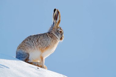 Yünlü tavşan, tavşan oiostolus, doğa ortamlarında kış koşulu ile kar. Yünlü tavşan Hemis Np, Ladakh, Hindistan dan. Taş kayada siting hayvan Himalaya dağlarında. 