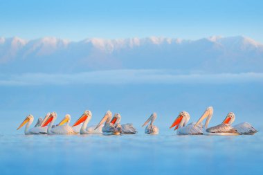 Tepeli pelikan, Lake Kerkini, Yunanistan'da Pelecanus crispus. Mavi su yüzeyinde Palican. Yaban hayatı sahne Europe doğadan. Dağ arka planda kuşla. 