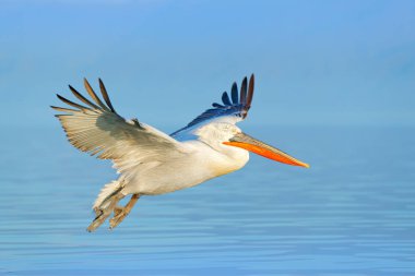 Kuş sinek. Dalçalı Pelikan, Pelecanus Crispus, Kerkini Gölü 'Ne iniş, Yunanistan. Açık kanatları olan pelikan. Avrupa doğası yaban hayatı sahnesi. Mavi göl suyuna kuş iniş.