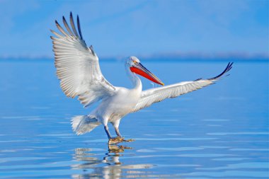 Dalçalı Pelikan, Pelecanus Crispus, Kerkini Gölü 'Ne iniş, Yunanistan. Açık kanatları olan pelikan. Avrupa doğası yaban hayatı sahnesi. Mavi göl suyuna kuş iniş.
