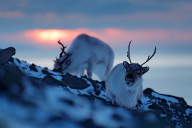 Ren geyiği ile kış manzarası. Wild Reindeer, rangifer tarandus, kar büyük boynuzları ile, Svalbard, Norveç. Kayalık dağın üzerinde Svalbard geyik. Doğada vahşi yaşam sahnesi.