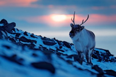 Ren geyiği ile kış manzarası. Wild Reindeer, rangifer tarandus, kar büyük boynuzları ile, Svalbard, Norveç. Kayalık dağın üzerinde Svalbard geyik. Doğada vahşi yaşam sahnesi.