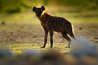 Benekli sırtlan, Crocuta crocuta, su kuyusu, güzel bir akşam sunset yakınında kızgın hayvan. Doğadan, etkin, Namibya, Afrika yaban hayatı hayvan davranış. Sırtlan savannah ortamlarında.
