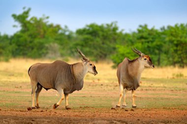 Eland anthelope, Afrika antilobu Taurotragus, büyük kahverengi Afrika memeli doğa ortamlarında. Eland yeşil bitki örtüsü, Kruger National Park, Güney Afrika içinde. Yaban hayatı sahne doğadan. 