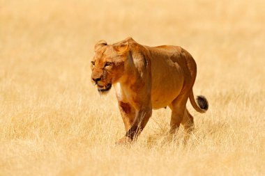 Big angry female lion in Etosha NP, Namibia. African lion walking in the grass, with beautiful evening light. Wildlife scene from nature. Animal in the habitat. Safari in Africa. clipart