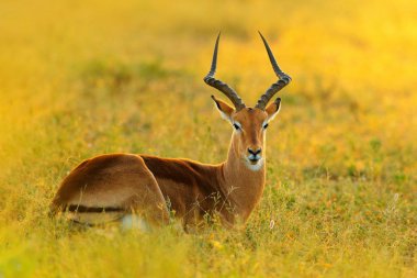 Akşam güneşi ile çim güzel Impala. Doğa habitatta hayvan. Afrika yaban hayatı gün batımı. İmplala antilop çim Savannah yatıyor, Kruger NP, Güney Afrika.