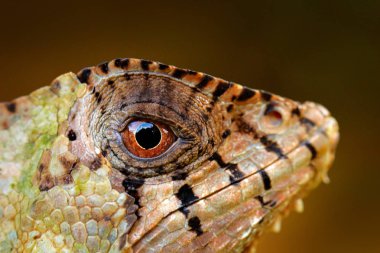Detay Helmeted Basilisk iguana, Corytophanes cristatus, yakından göz. Doğa habitatını kertenkele, yeşil orman bitki örtüsü. Uzun kuyruk ve tepe ile güzel sürüngen. Yaban hayatı doğa.