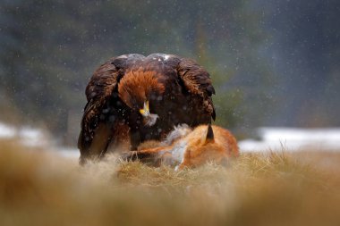 Altın kartal yağmur ve kar yağışı sırasında ormanda Kill Red Fox beslenme. Doğada kuş davranışları. Yırtıcı kahverengi kuş, yakalamak ile kartal, Isveç, Avrupa ile eylem gıda sahnesi. 