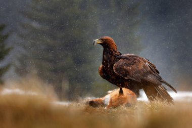 Altın kartal yağmur ve kar yağışı sırasında ormanda Kill Red Fox beslenme. Doğada kuş davranışları. Yırtıcı kahverengi kuş, yakalamak ile kartal, Isveç, Avrupa ile eylem gıda sahnesi. 