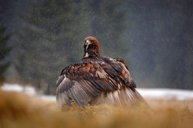 Doğada kuş davranışları. Yırtıcı kahverengi kuş, yakalamak ile kartal, Rusya, Avrupa ile davranış sahnesi. Altın kartal yağmur ve kar yağışı sırasında ormanda Kill Red Fox beslenme. 