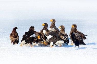 Kartallar buzda grubudur. Steller'ın deniz eagles, Hokkaido, Japonya üzerinden Haliaeetus pelagicus. Yaban hayatı eylem davranış sahne doğadan. Kar göle balık besleme kuşlar. Kışın hayvan davranış.