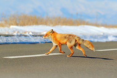 Kızıl Tilki, Vulpes vulpes, yol geçiş. Vahşi doğadan hayvan sahne. Kasaba ve hayvan ile kentsel yaban hayatı. Turuncu tilki kışın, Japonya.