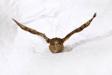 Blakiston'ın balık baykuş Bubo blakistoni, en büyük canlı türleri, balık kartal baykuş. Soğuk suda kuş avlar. Yaban hayatı sahne kış Hokkaido, Japonya. Nehir kuş karda açık kanatlı.