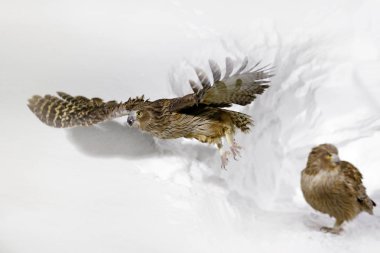Blakiston'ın balık baykuş Bubo blakistoni, en büyük canlı türleri, balık kartal baykuş. Soğuk suda kuş avlar. Yaban hayatı sahne kış Hokkaido, Japonya. Nehir kuş karda açık kanatlı.