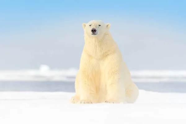 危険なクマの氷の上に座って 美しい青空 ノルウェー海の雪と水で流氷の縁にホッキョクグマ ヨーロッパの自然生息地に生息する白い動物 自然からの野生動物のシーン — ストック写真