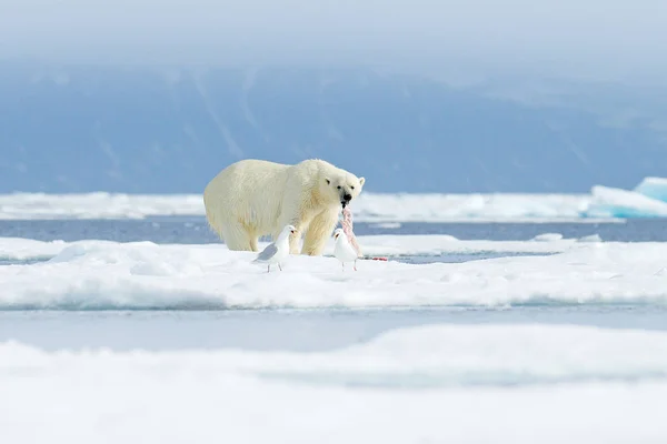 キャッチシール付きポーラーベア 背景に山 ロシア 北極の野生生物 — ストック写真