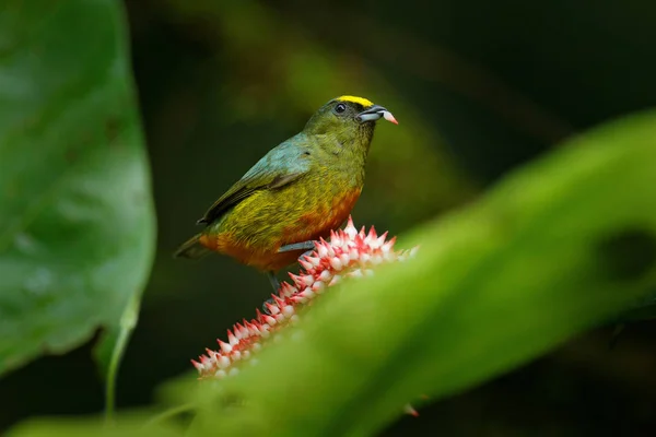 Tanager Besleme Pembe Çiçek Bloom Zeytin Destekli Euphonia Euphonia Gouldi — Stok fotoğraf