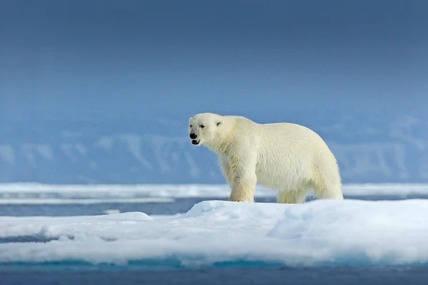 危险的熊坐在冰上 美丽的蓝天 在挪威海中 北极熊在白雪和水的漂流冰缘上生存 欧洲自然栖息地的白色动物 大自然的野生动物场景 — 图库照片