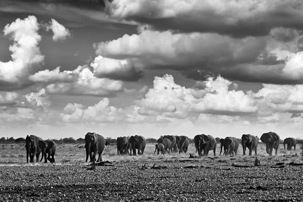 Schwarz Weiß Foto Afrikanische Safari Elefantenherden Der Sandwüste Tierwelt Szene — Stockfoto