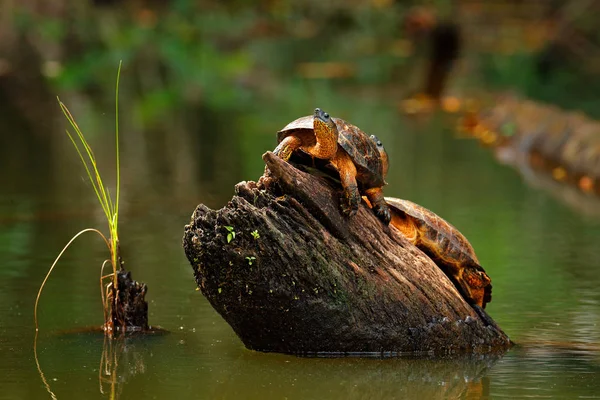 Beautiful turtle in the river. Rhinoclemmys funerea, two Black river turtle. Tortoise in the nature river habitat, sitting on the tree trunk in brown river in Costa Rica. Wildlife scene from nature.