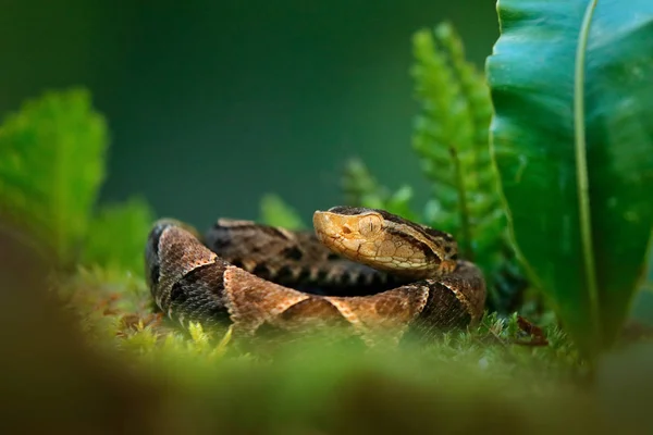Igazi Lándzsakígyó Élőhely Természetvédelmi Fer Lance Közös Lancehead Vipera Trópusi — Stock Fotó