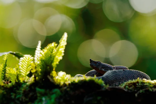 Porthidium Nasutum Rainforest Hognosed Pitviper Brown Danger Poison Snake Forest — Stock Photo, Image