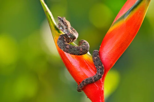 Wimpernschildkröte Bothriechis Schlegeli Auf Roter Wildblume Wildszene Aus Dem Tropenwald — Stockfoto