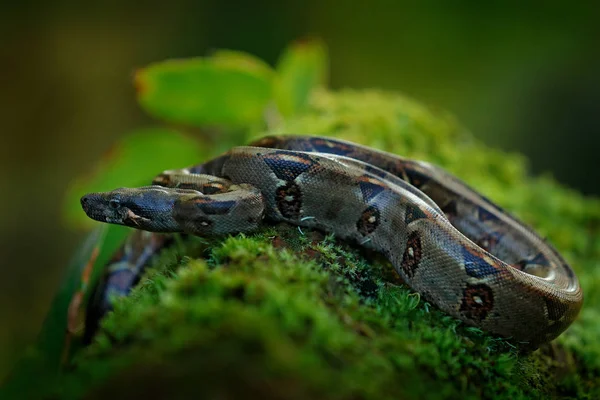 ボアボアコンストリクター野生のヘビ コスタリカ 中米からの野生動物のシーン 熱帯雨林を旅する ジャングルからの危険なバイパー緑の苔の木の幹のヘビ — ストック写真