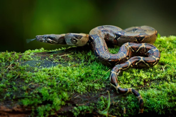 Boa constrictor snake in the wild nature, Costa Rica. Wildlife scene from Central America. Travel in tropic forest. Dangerous viper from jungle. Snake in the green moss tree trunk.