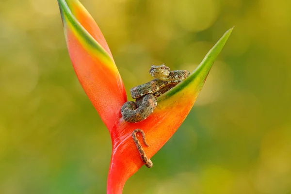 Eyelash Palm Pitviper, Bothriechis schlegeli, on red wild flower. Wildlife scene from tropic forest. Bloom with snake in Central America. Wildlife. Poison danger viper snake in Costa Rica.