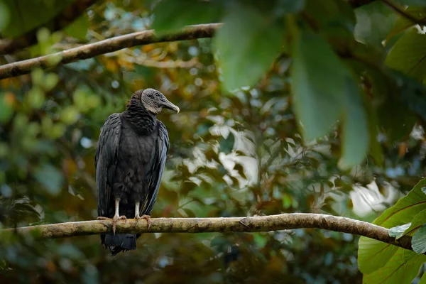Avvoltoio Seduto Sull Albero Nella Foresta Tropicale Del Costa Rica — Foto Stock