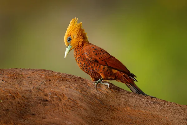 Pájaro Carpintero Color Castaño Celeus Castaneus Ave Musculosa Costa Rica —  Fotos de Stock