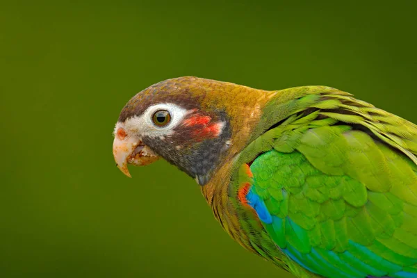 Loro Con Capucha Marrón Hematotis Pionopsitta Retrato Loro Verde Claro — Foto de Stock