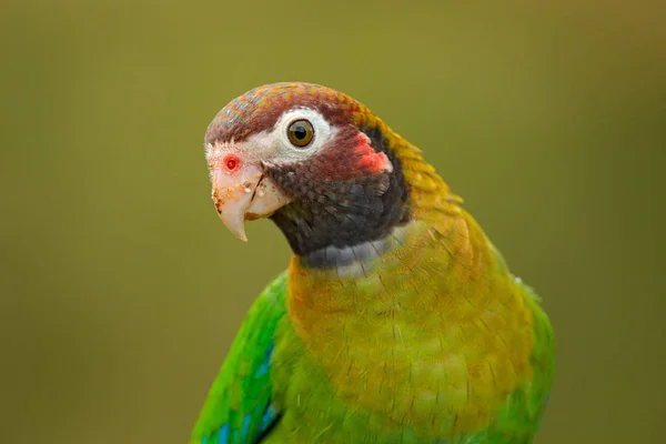 Patagonský Papoušek Pionopsitta Haematotis Portrét Světle Zeleného Papouška Hnědou Hlavou — Stock fotografie