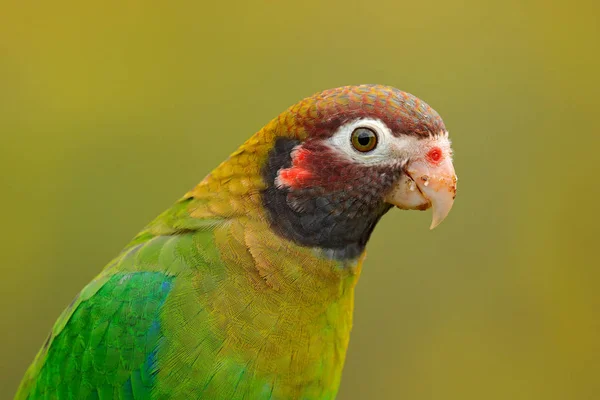 茶色のフード付きオウム Pionopsitta Haematotis 茶色の頭光の緑の鸚鵡の肖像画 詳細中央アメリカから鳥のクローズ アップの肖像画 熱帯の自然から野生動物のシーン — ストック写真