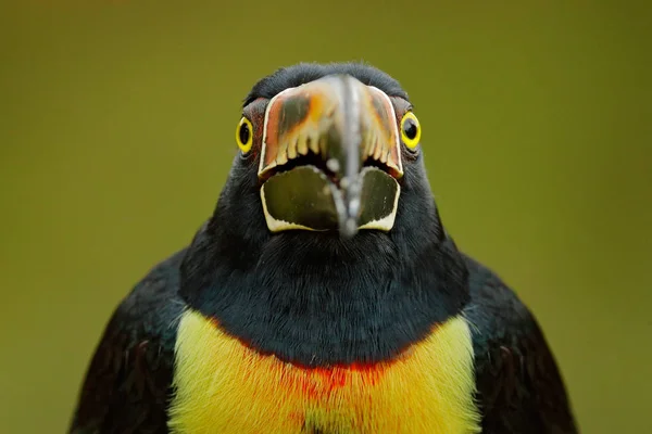 鳥の顔法案の詳細 小さなオオハシ襟付き Aracari Pteroglossus トルクァトゥス 大きな法案と鳥 オオハシは 森の枝に座って Tapada コスタリカ — ストック写真