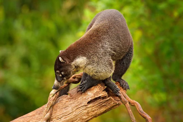 Белоносый Coati Nasua Narica Дереве Национальном Парке Мануэль Антонио Коста — стоковое фото