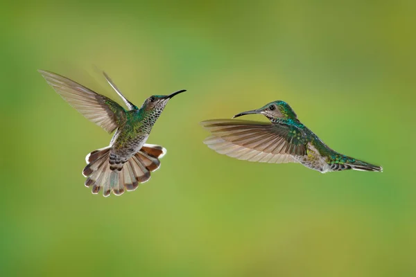 Bird fight. Flying female hummingbird White-necked Jacobin, Florisuga mellivora, from Costa Rica, clear green background. Action wildlife scene from tropic nature. — Stock Photo, Image
