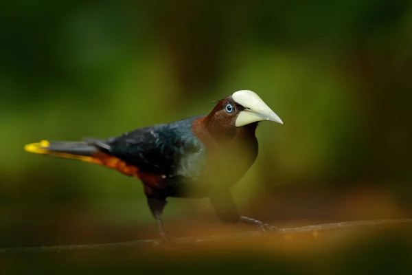 Chesnut Headed Oropendola Psarocolius Wagleri Portrait Exotic Bird Costa Rica — Stock Photo, Image