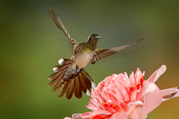 うろこ状ブレスト ハチドリ オレンジ色の紋と緑と紫の花の生息地で襟付きの Phaeochroa Cuvierii 次にピンクの花 クリア グリーンの背景ボカ Tapada コスタリカに飛んでいる鳥 — ストック写真