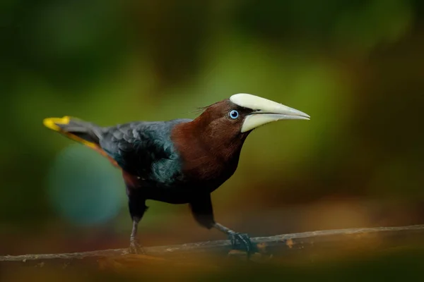 Chesnut Oropendola Psarocolius Wagleri コスタリカのエキゾチックな鳥の肖像 明確な緑の背景 熱帯の自然からの野生動物のシーン バードウォッチング — ストック写真