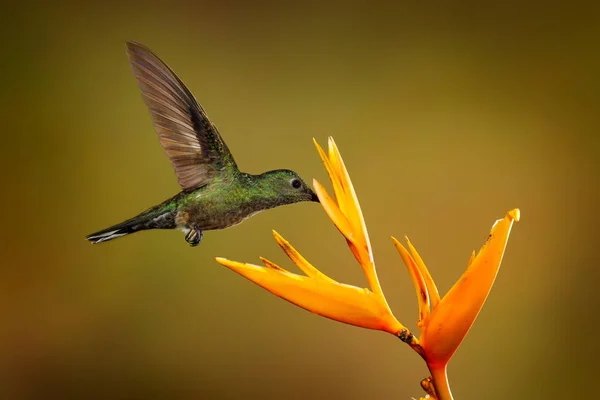 鳞片的蜂鸟 在绿色和紫色的花栖息地有橙色的冠和衣领 鸟飞行旁边粉红色的花 清楚的绿色背景 博卡塔帕达 哥斯达黎加 — 图库照片