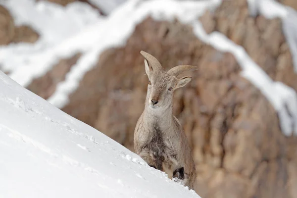 Bharal Ovelha Azul Pseudois Nayaur Rocha Com Neve Hemis Ladakh — Fotografia de Stock