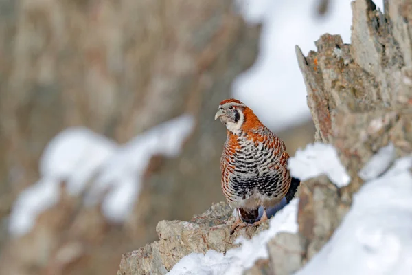 Tibetan Partridge Perdix Hodgsoniae Bird Sitting Snow Rock Winter Mountain — Stock Photo, Image