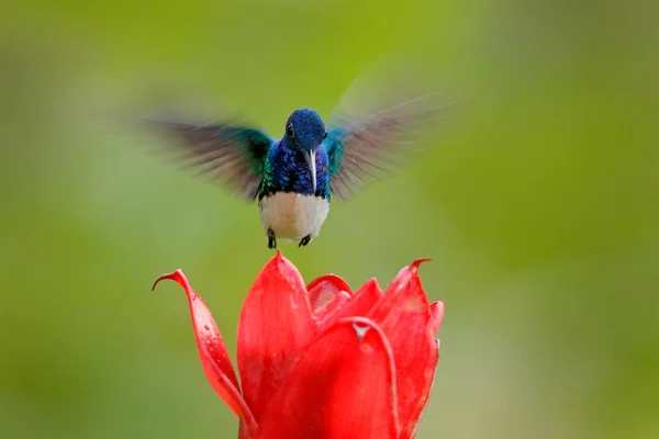 Hummingbird Yüz Portresi Uçan Mavi Beyaz Hummingbird Beyaz Yakalı Jacobin — Stok fotoğraf