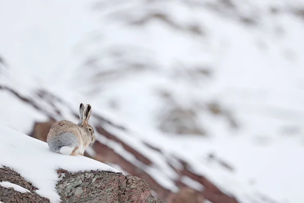 Liebre Lanuda Lepus Oiostolus Hábitat Natural Condición Invierno Con Nieve — Foto de Stock