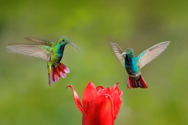 Twee Kolibries Groen Breasted Mango Vlucht Met Licht Groene Oranje — Stockfoto