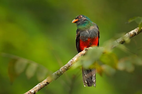 Slaty のトロゴン マセナ広場 自然の生息地にある赤と茶色の鳥 Tapada コスタリカ 緑の熱帯雨林の鳥自然の中でバードウォッチング 中米のホリデー旅行 — ストック写真